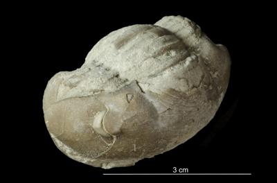 https://files.geocollections.info/large/53/f4/53f45baa-10a2-4b05-8098-0cc721e5ea32.jpg