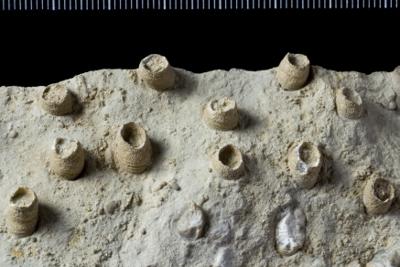 https://files.geocollections.info/large/54/45/54454068-81fe-4b0d-9c55-22e4dccb53f5.jpg