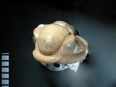 https://files.geocollections.info/large/54/61/5461a7ec-7ff0-4df9-91bb-dcc73e8c958e.jpg