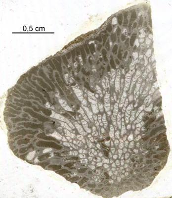 https://files.geocollections.info/large/54/89/548928c5-ef42-4fc3-a0a2-bc5f8d28b422.jpg