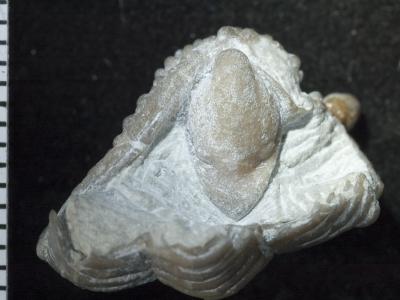 https://files.geocollections.info/large/54/8d/548ddd75-e99d-4a64-b10f-ad7d1ce06aad.jpg