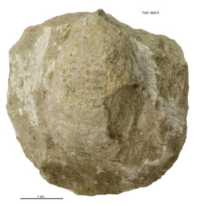 https://files.geocollections.info/large/54/91/54917cb1-653f-4136-8086-a7edcb84bef1.jpg