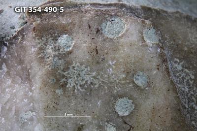 <i>Trypanites isp.</i><br />Kõinastu islet,  m, Adavere Stage