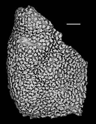 https://files.geocollections.info/large/54/eb/54eb5b93-0d20-4837-b71d-f4fe65a0eb9d.jpg