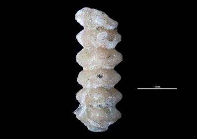 https://files.geocollections.info/large/54/ec/54ec9bbe-6718-46a6-9a5c-a80d2eb99da8.jpg