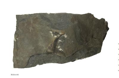 https://files.geocollections.info/large/54/f1/54f10e17-9692-4207-9e83-0d4471521478.jpg