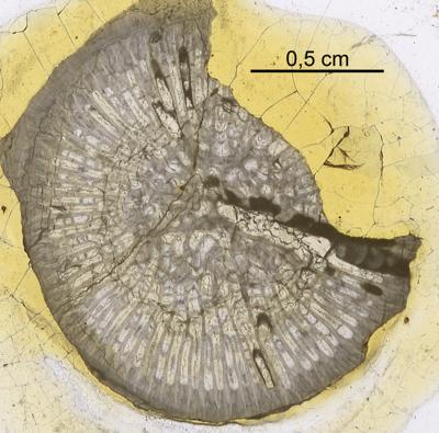 https://files.geocollections.info/large/55/71/5571f76c-327c-4c7c-b795-2109076024be.jpg