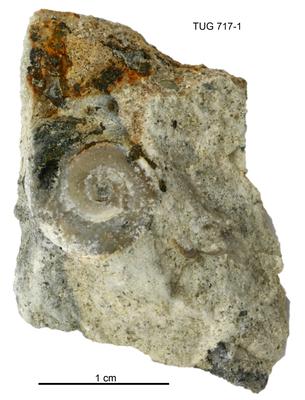 https://files.geocollections.info/large/55/88/5588e6d0-906a-4df0-a0d1-a4eb78510a97.jpg