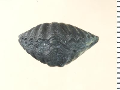 https://files.geocollections.info/large/55/8b/558b93b5-68c6-4c2f-a313-d1d82ac41967.jpg