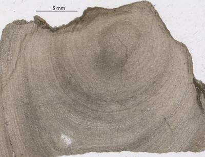 https://files.geocollections.info/large/55/93/55939e8e-80b6-4a79-a3da-b73326fb6443.jpg