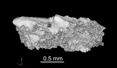 https://files.geocollections.info/large/55/a9/55a9d0da-1b1f-4533-96af-9bc7320b3ec5.jpg