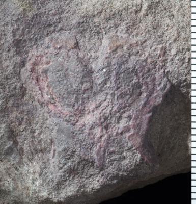https://files.geocollections.info/large/55/af/55af6d00-fd67-43c4-a372-8767154d333f.jpg