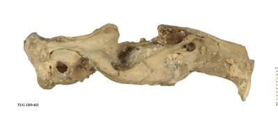 https://files.geocollections.info/large/55/ba/55bab7dd-085d-4042-b6b7-3687d325605b.jpg