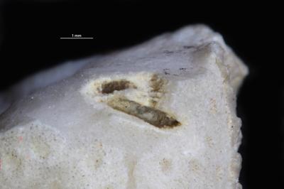 <i>Rogerella</i><br />Moe,  m, 