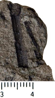 https://files.geocollections.info/large/55/d8/55d89be3-17b7-4af2-ba96-02445a78deaa.jpg