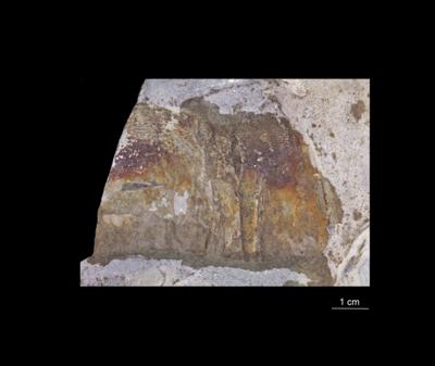https://files.geocollections.info/large/55/ed/55edb1d2-63e1-42ff-99c0-4ac3d53e1c5e.jpg