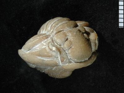 https://files.geocollections.info/large/56/03/56039517-9136-4c71-9110-99b430d14320.jpg