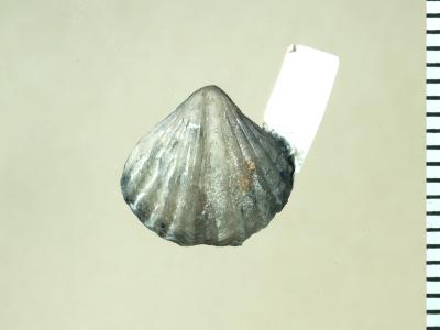 https://files.geocollections.info/large/56/07/56071478-bf53-4b2f-8d59-a35205f62337.jpg