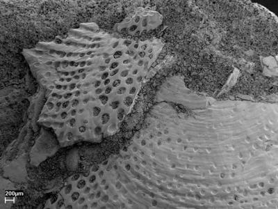 https://files.geocollections.info/large/56/16/5616f9b1-3c78-4ea3-aadf-78b6074bce30.jpg