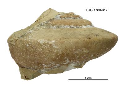 https://files.geocollections.info/large/56/17/5617ccfe-3241-4ef8-9648-57718a274073.jpg
