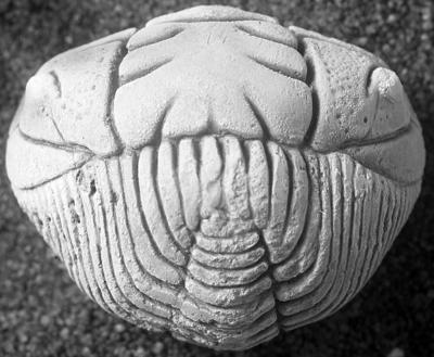 https://files.geocollections.info/large/56/2b/562b07ee-524b-4f5b-9699-6aa599a6f627.jpg