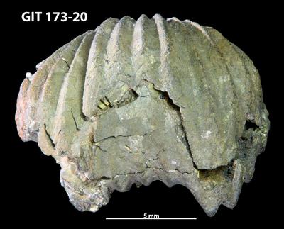 https://files.geocollections.info/large/56/32/56320bd0-3827-4549-8362-e8a2a645503f.jpg