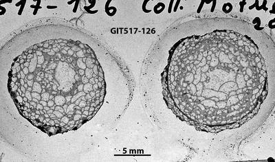https://files.geocollections.info/large/56/4d/564d4704-0cc5-4293-abb0-6317bbf58343.jpg