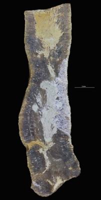 <i>Sanctum isp.</i><br />Rakvere,  m, Oandu Stage