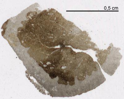 https://files.geocollections.info/large/56/64/5664a473-38a8-499c-b372-29f1def1ea5d.jpg
