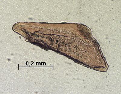 https://files.geocollections.info/large/56/6f/566f29b3-e153-47ff-8058-bf3a6791d912.jpg