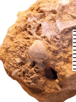 https://files.geocollections.info/large/56/7c/567ccb36-fb19-441d-bf91-49485e5d9e49.jpg