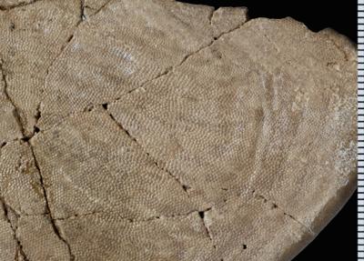 https://files.geocollections.info/large/56/7e/567e2734-e19c-467a-983e-195ca962df9f.jpg