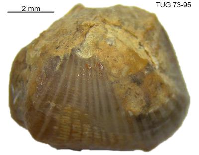 https://files.geocollections.info/large/56/80/56805f4c-a3a3-4462-b065-e8e511bc3158.jpg