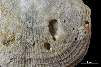 <i>Trypanites isp.</i><br />Kohtla opencast,  m, Kukruse Stage