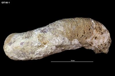 https://files.geocollections.info/large/56/8e/568e6260-f9ba-4c1e-93a8-766758f6128e.jpg