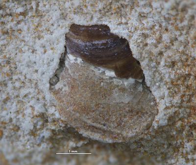 https://files.geocollections.info/large/56/9d/569db959-676c-4a61-9d5e-3036f6014d6d.jpg