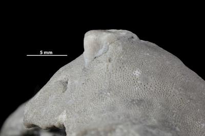 https://files.geocollections.info/large/56/9f/569f2f01-f2b6-4695-920c-393943ddf2d1.jpg