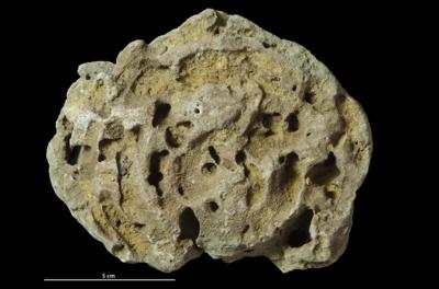 <i></i><br />Hirmuse creek outcrop,  m, Haljala Stage