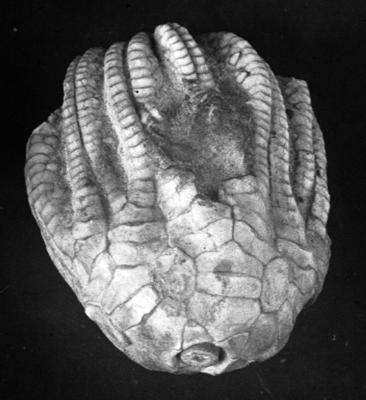 https://files.geocollections.info/large/56/af/56af1a09-0af7-4250-b994-fecd93d1a7c2.jpg