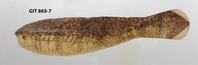 https://files.geocollections.info/large/56/be/56be3c0b-6036-428f-ba9b-7de2a30fa6c0.jpg