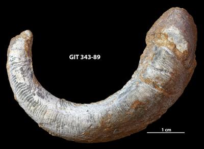 https://files.geocollections.info/large/56/e1/56e1baa7-9f55-4904-9f39-bab11fc58dda.jpg