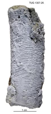 https://files.geocollections.info/large/56/e2/56e2adbe-15c1-4364-b352-db9c577f7423.jpg