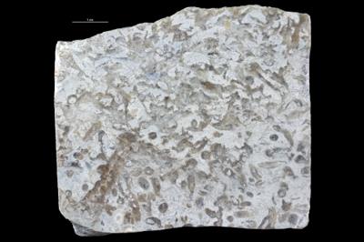 https://files.geocollections.info/large/57/07/5707358e-9b17-4187-8e70-825b87d530f5.jpg