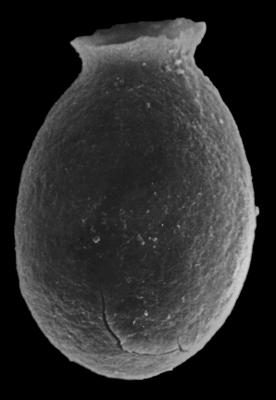 <i><i>Desmochitina ovulum</i></i><br />Rihtniemi, Pyhäranta,  m,  (307-5)