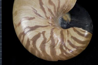 https://files.geocollections.info/large/57/3f/573f6b56-c34f-444a-903f-a976046cfcf5.jpg