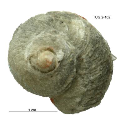 https://files.geocollections.info/large/57/49/57492fe5-1675-4db3-b74e-eed505652a9d.jpg