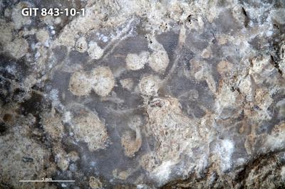 <i>Trypanites isp.</i><br />Saxby shore,  m, Vormsi Stage