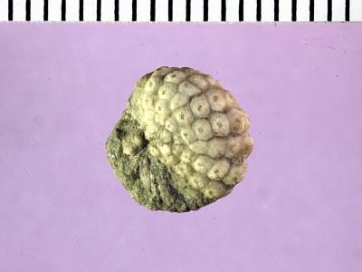 https://files.geocollections.info/large/57/6d/576df147-4255-439a-b1c5-53294f127aab.jpg