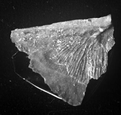 https://files.geocollections.info/large/57/8a/578a561c-ee42-4f27-a171-deca10205038.jpg
