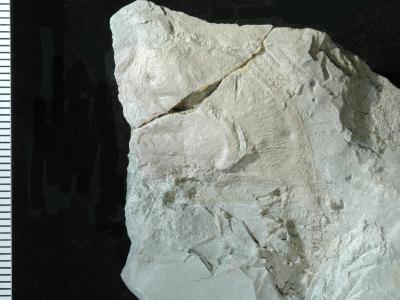 https://files.geocollections.info/large/57/9e/579e1be7-d989-4a71-9394-b2a1f1649f57.jpg